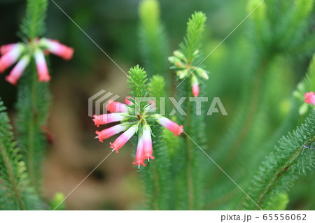 エリカ・マザーヒース咲き始め  エリカ・マザーヒース咲き始め  65556062