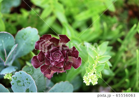 クロホウシ(黒法師) クロホウシ(黒法師) 65556063