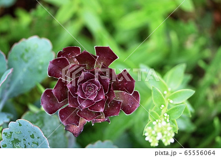 クロホウシ（黒法師） 65556064