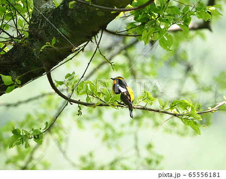キビタキ・夏鳥 65556181
