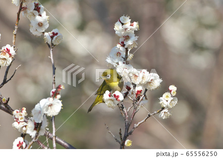 白梅の花粉をくちばしいっぱいにつけたメジロ 65556250