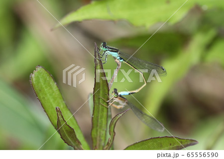 アオモンイトトンボ交尾 65556590