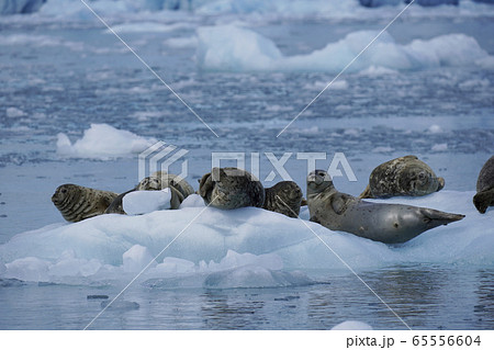 ゼニガタアザラシ 65556604