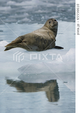 ゼニガタアザラシ 65556610