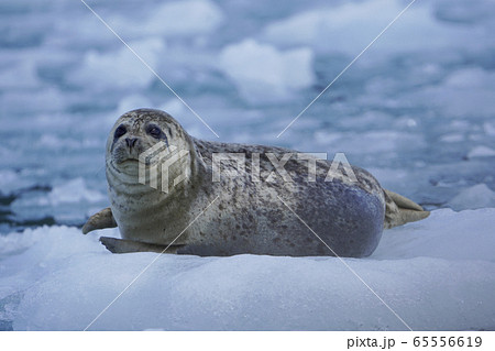 ゼニガタアザラシ 65556619