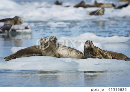ゼニガタアザラシ 65556626