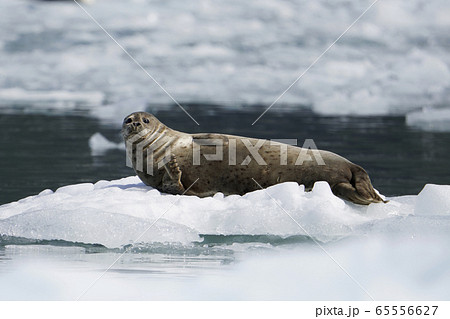 ゼニガタアザラシ ゼニガタアザラシ 65556627