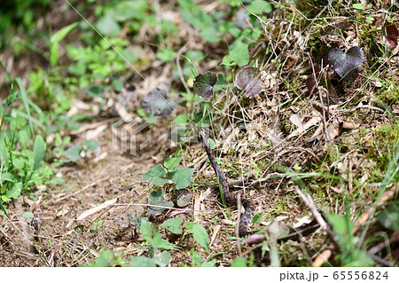 舌を出すヘビ 65556824