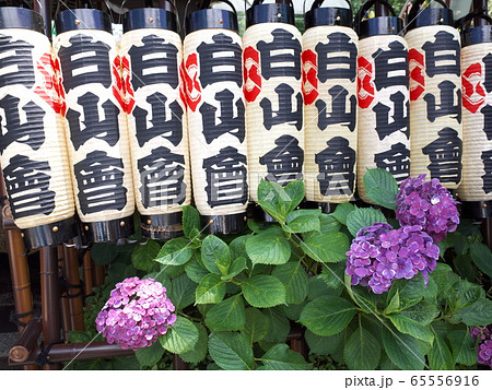 白山神社　アジサイ 65556916