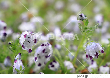 ネモフィラ・マクラータ 65557099