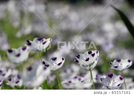 ネモフィラ・マクラータ 65557101