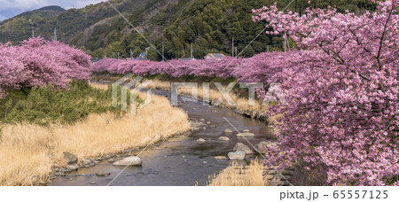 河津町の河津さくら 河津町の河津さくら 65557125