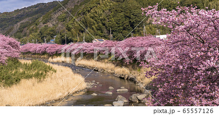 河津町の河津さくら 65557126