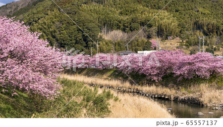 河津町の河津さくら 65557137