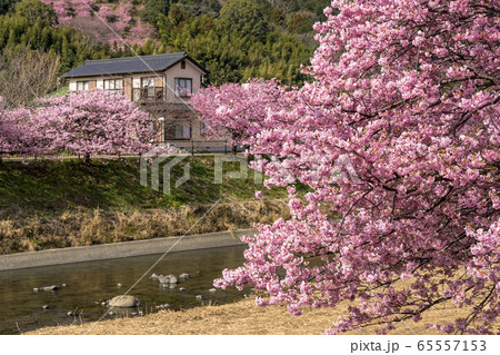 河津町の河津さくら 65557153