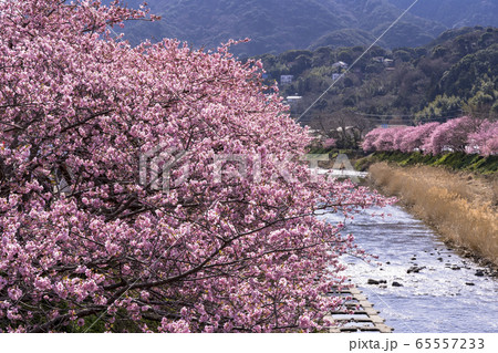 河津町の河津さくら 65557233