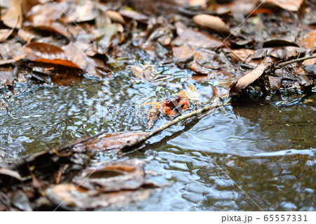 林道のサワガニ 65557331
