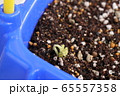 アサガオの発芽 65557358