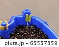 アサガオの発芽 65557359