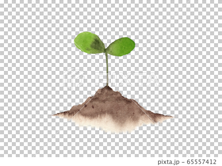 Futaba germination watercolor Futaba germination watercolor 65557412