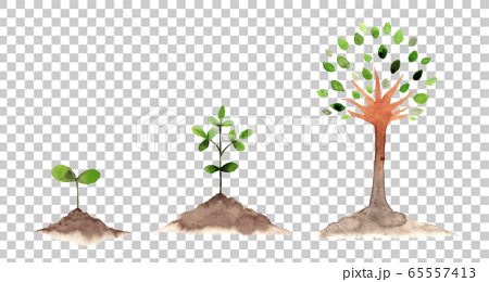 Tree Growth Set Watercolor Stock Illustration