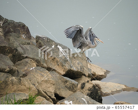 アオサギ・飛行 65557417