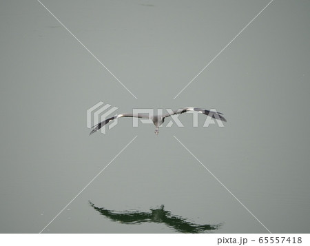アオサギ・飛行 アオサギ・飛行 65557418
