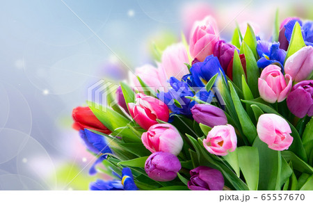 Pink and violet tulips flowers 65557670