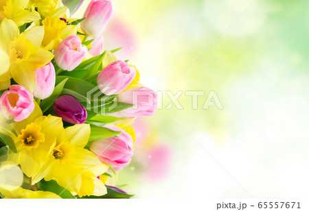 tulips and daffodils flowers 65557671