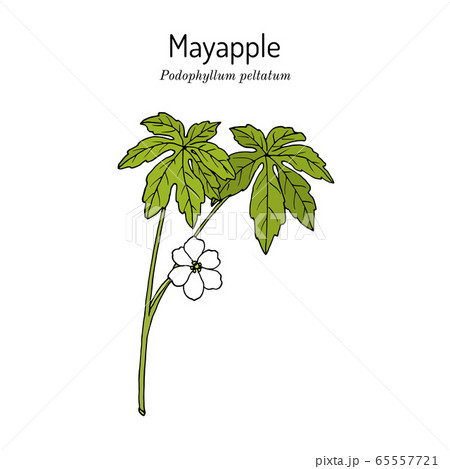 Mayapple Podophyllum peltatum , medicinal plant 65557721