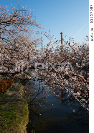 埼玉県　草加市　桜の名所 65557997