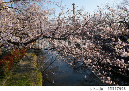 埼玉県　草加市　桜の名所 65557998