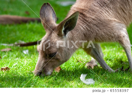 Eastern Grey Kangaroo Eating Grass 65558397