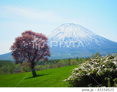北海道の風景 春の羊蹄山と一本桜 北海道の風景 春の羊蹄山と一本桜 65558525