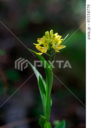 地生蘭金蘭 65558776