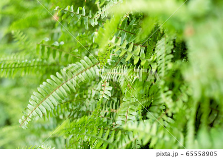 green fern with leaves on the wall green fern with leaves on the wall 65558905