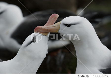 マユグロアホウドリ マユグロアホウドリ 65559025