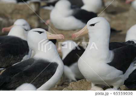 マユグロアホウドリ マユグロアホウドリ 65559030