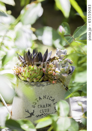 ガーデニングイメージ リメイク缶 水滴のついた多肉植物 ガーデニングイメージ リメイク缶 水滴のついた多肉植物 65559083