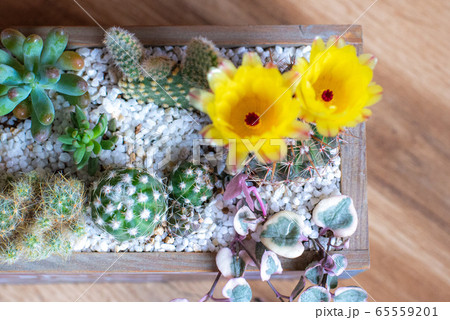 寄せ植え 65559201