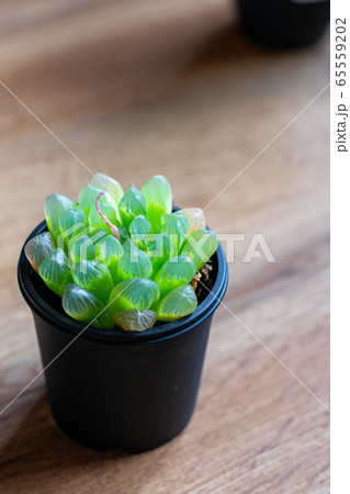 ハルオチア 65559202