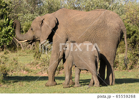 アフリカゾウの子供 マサイマラ国立保護区 ケニア の写真素材