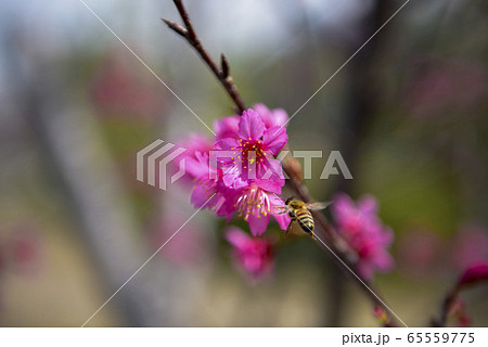 空 エーテル 大空 65559775