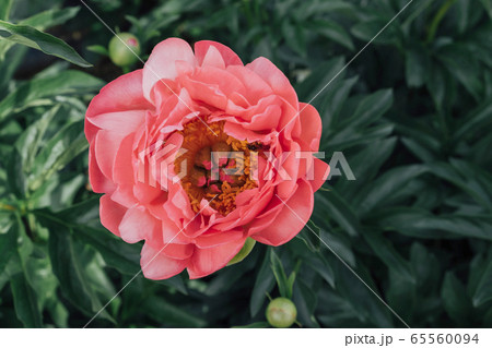 Beautiful fresh Coral Charm peony flower in full bloom. 65560094