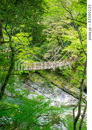 徳島県 三好市 祖谷のかずら橋 65560135