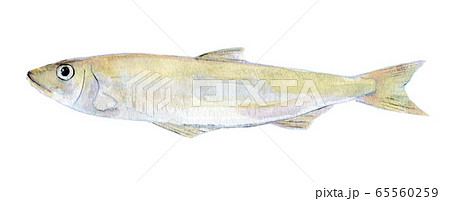 水彩イラスト　魚介　魚　わかさぎ 65560259