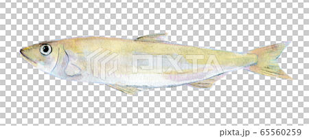 水彩イラスト　魚介　魚　わかさぎ 65560259