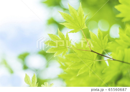 新緑の青モミジの梢とマルボケの背景 新緑の青モミジの梢とマルボケの背景 65560687