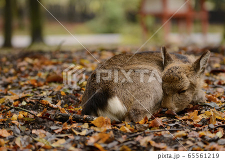 小鹿 小鹿 65561219