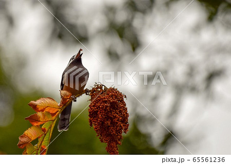 尻尾 しっぽ 尾 65561236